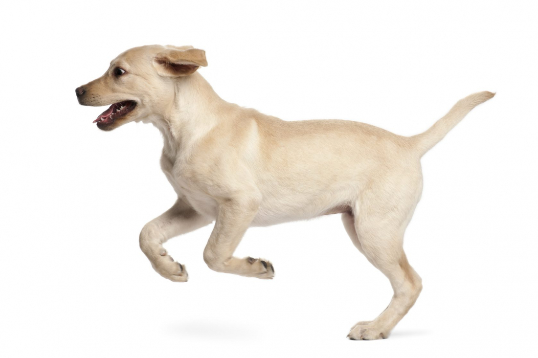 Der zuverlässige Rückruf - Kurs